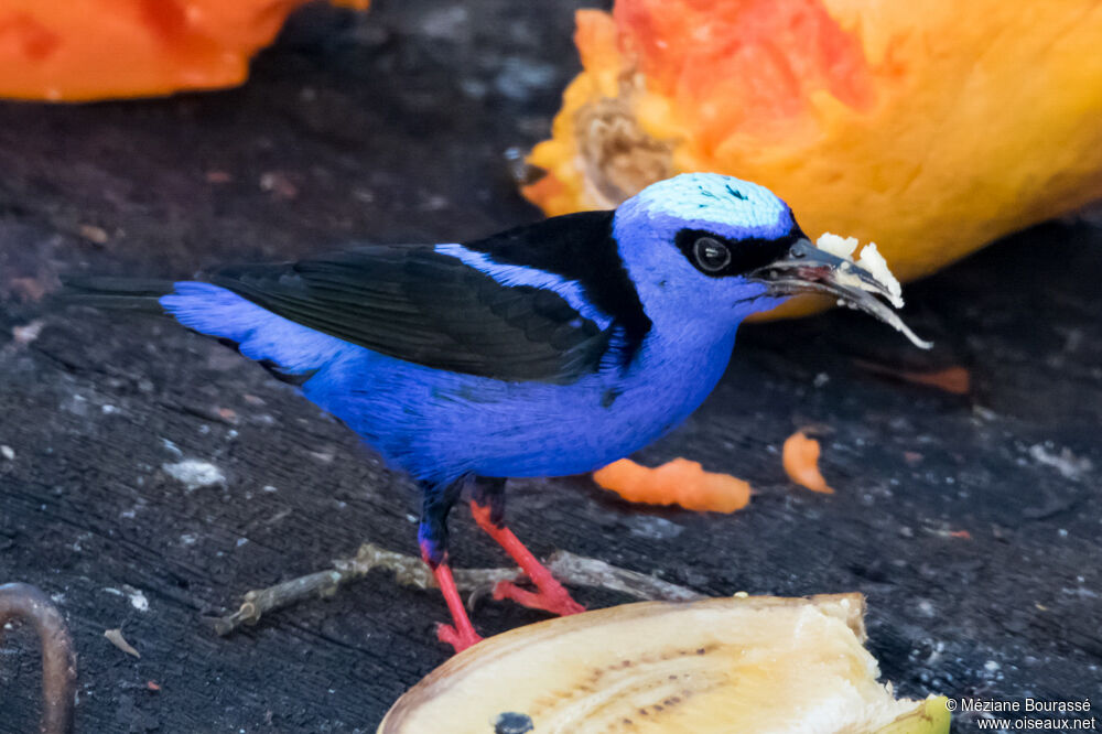 Red-legged Honeycreeper, identification, aspect, eats