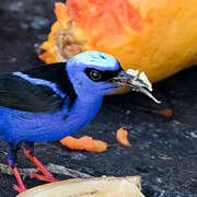 Red-legged Honeycreeper