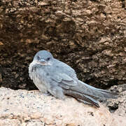 Pearl-breasted Swallow