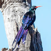 Violet Wood Hoopoe