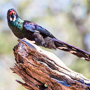 Violet Wood Hoopoe