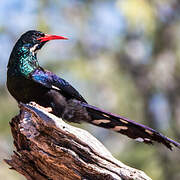 Violet Wood Hoopoe