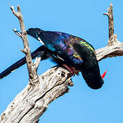 Violet Wood Hoopoe