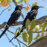 Violet Wood Hoopoe