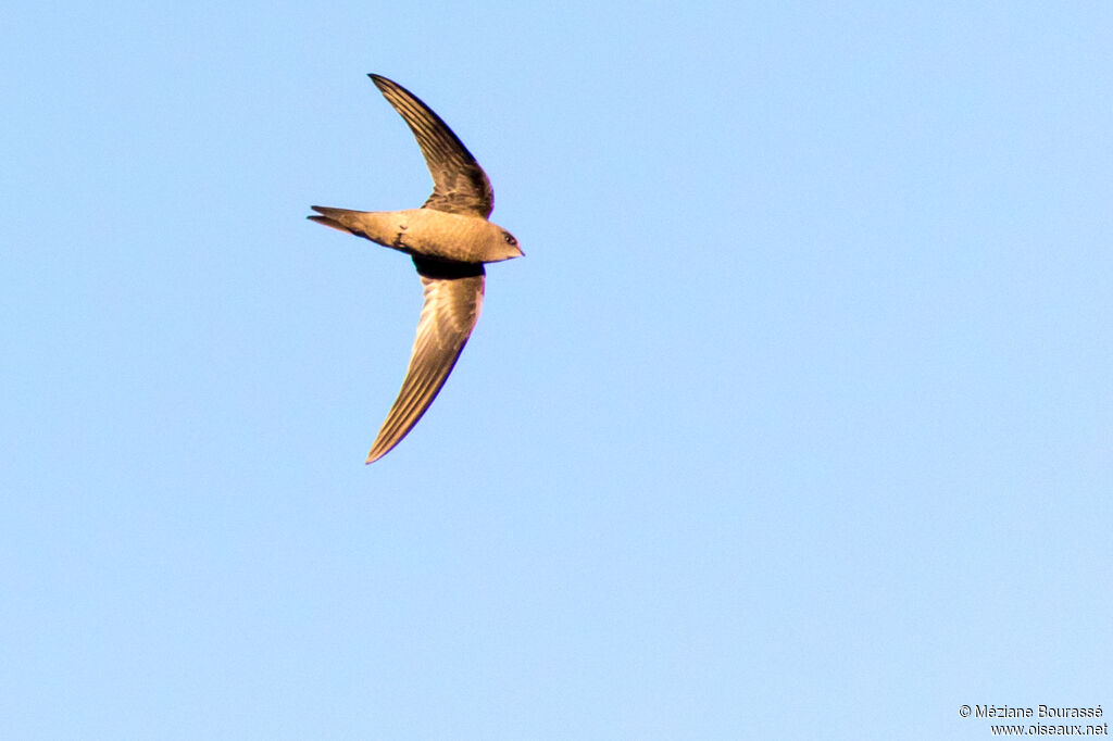 Bradfield's Swiftadult, aspect, pigmentation, Flight