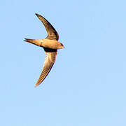 Bradfield's Swift