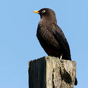 Black Thrush