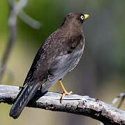 Black Thrush