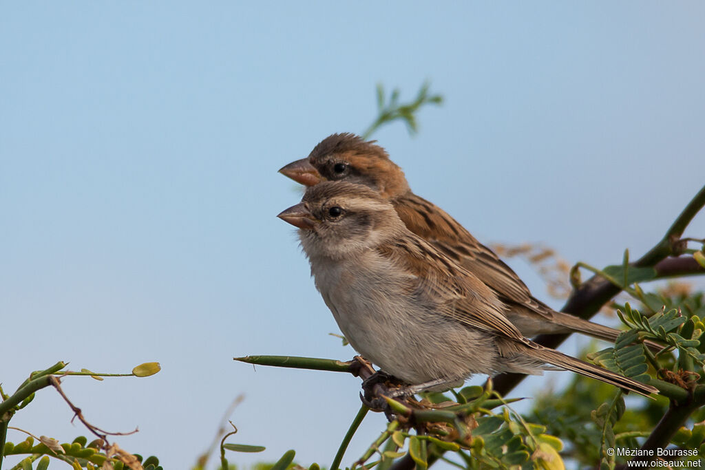 Moineau à dos rouxadulte