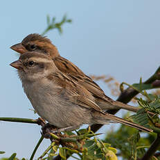 Moineau à dos roux