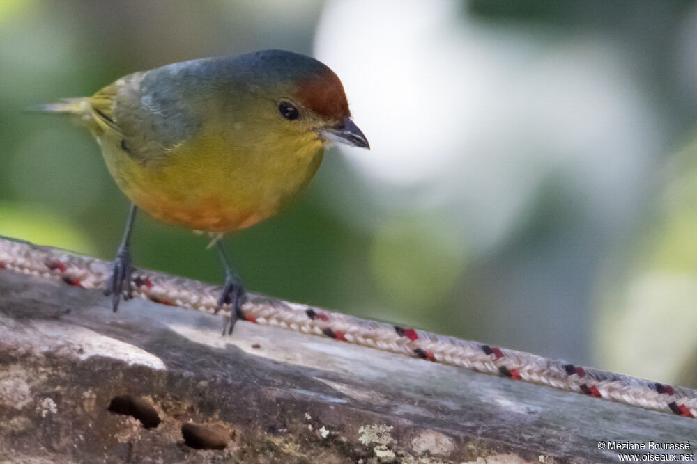 Spot-crowned Euphonia female adult, identification, aspect, pigmentation