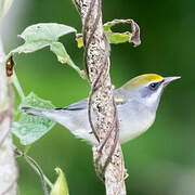 Golden-winged Warbler