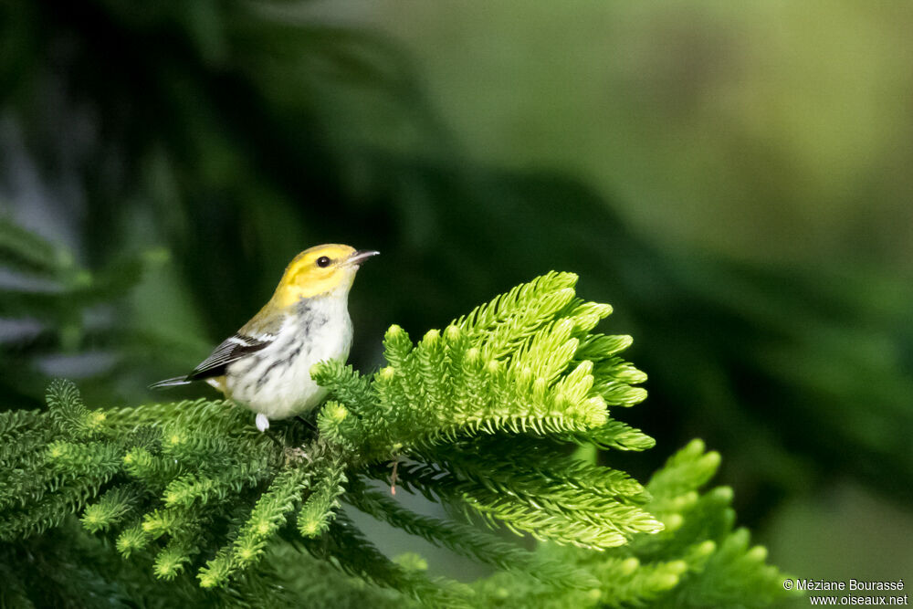 Black-throated Green Warbler female adult, identification, pigmentation