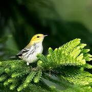 Black-throated Green Warbler