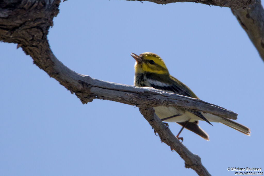 Townsend's Warbleradult, identification