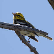 Townsend's Warbler