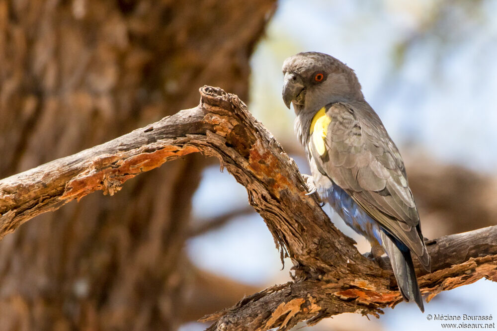 Rüppell's Parrotadult, identification, aspect, pigmentation