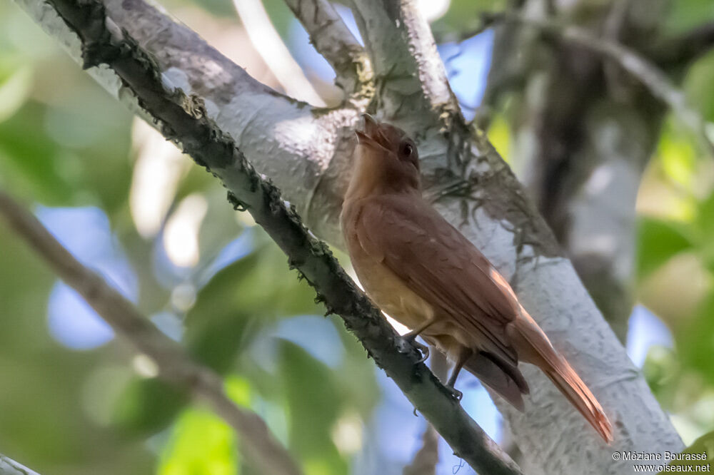 Rufous Pihaadult, identification, pigmentation