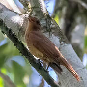 Rufous Piha