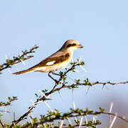 Souza's Shrike