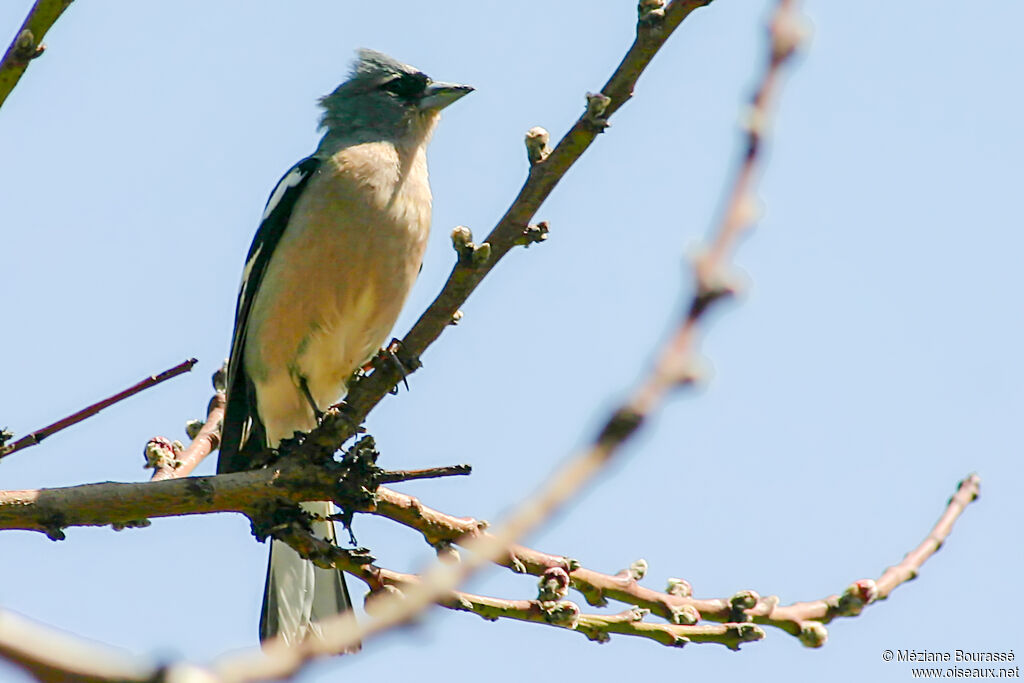 African Chaffinch male adult, identification, aspect, pigmentation