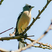 African Chaffinch