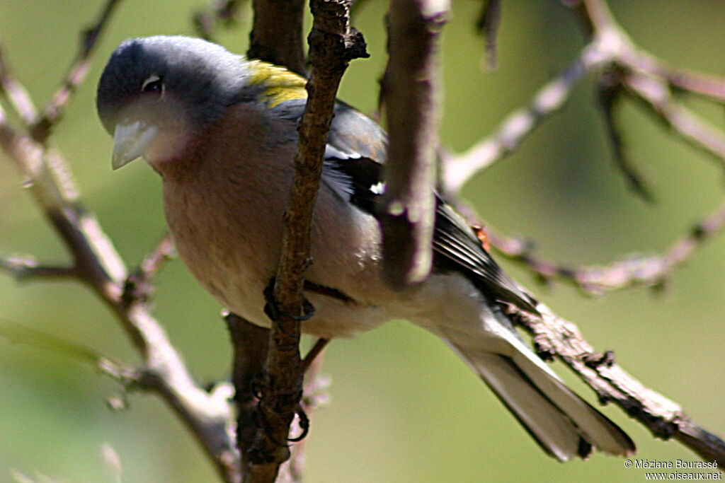 Pinson des arbres africain mâle adulte, identification, composition, pigmentation