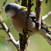 African Chaffinch