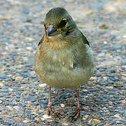 African Chaffinch