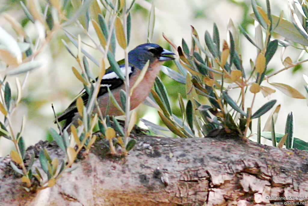 Pinson des arbres africain mâle adulte, identification, composition, pigmentation