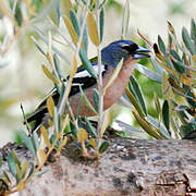 African Chaffinch