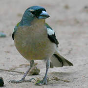 African Chaffinch