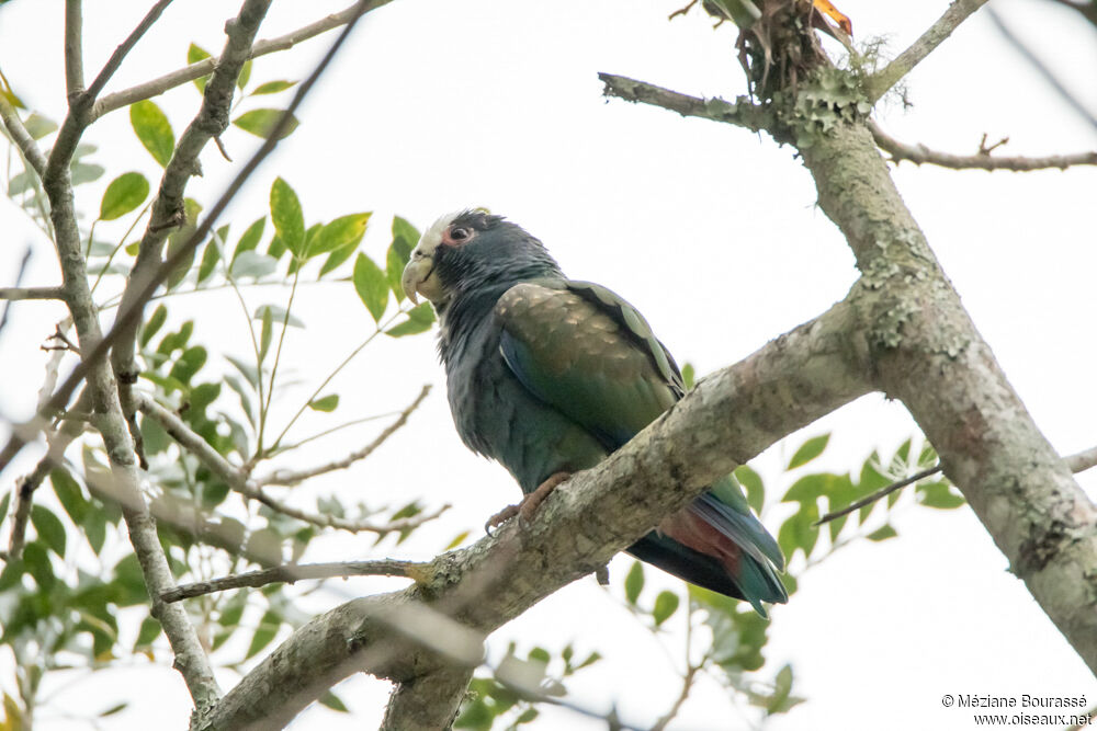 White-crowned Parrotadult, identification, aspect, pigmentation