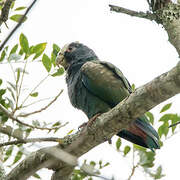 White-crowned Parrot