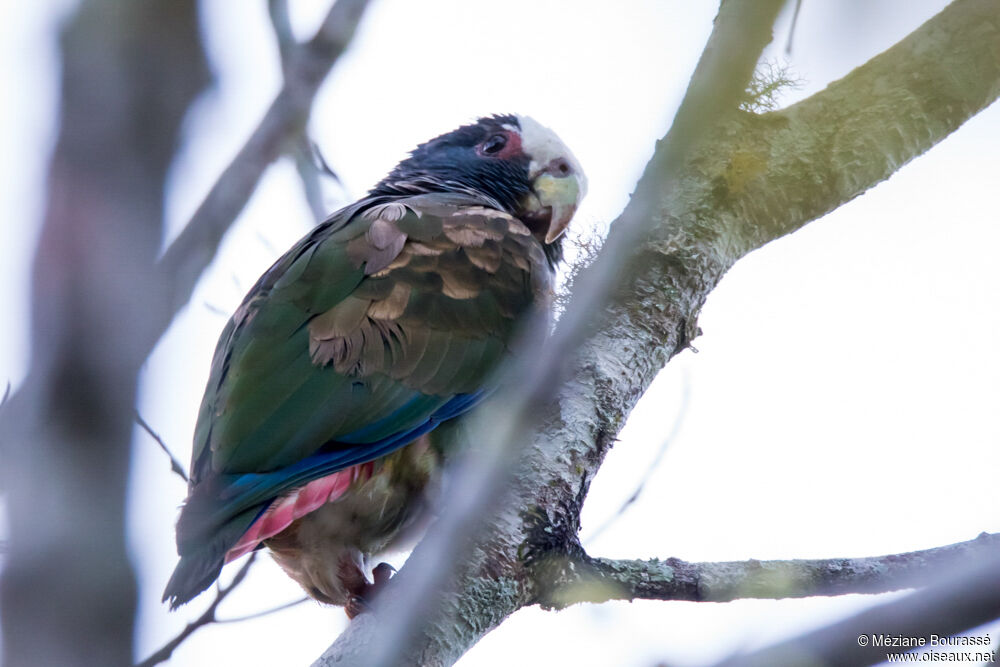 White-crowned Parrotadult, aspect