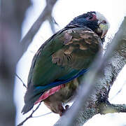 White-crowned Parrot