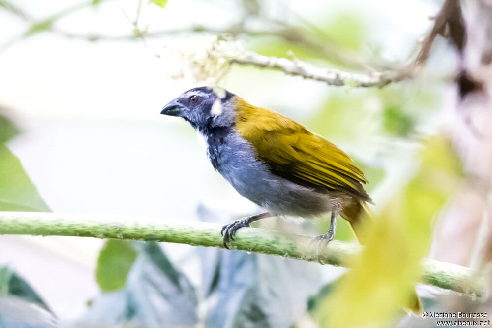 Black-headed Saltatoradult, identification, aspect, pigmentation