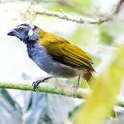 Black-headed Saltator