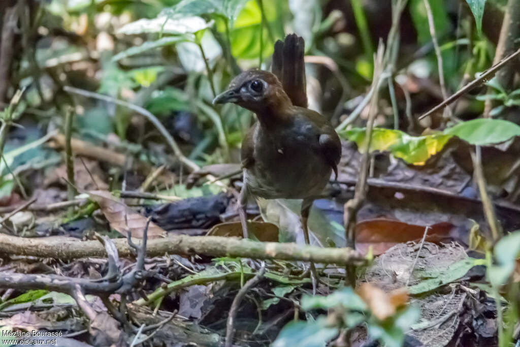 Black-headed Antthrushadult