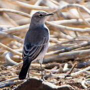 Karoo Chat