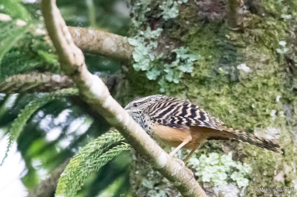 Band-backed Wrenadult, identification