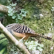 Band-backed Wren