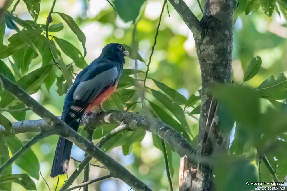 Baird's Trogon male, identification, aspect, pigmentation