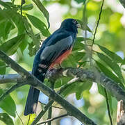 Baird's Trogon