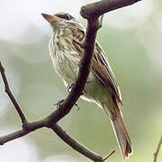 Sulphur-bellied Flycatcher