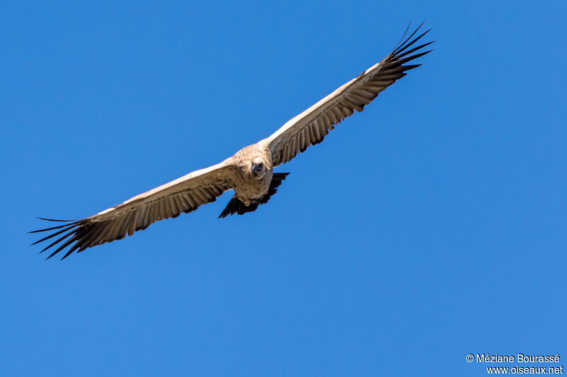Cape Vultureadult, aspect, pigmentation, Flight
