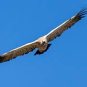 Vautour chassefiente