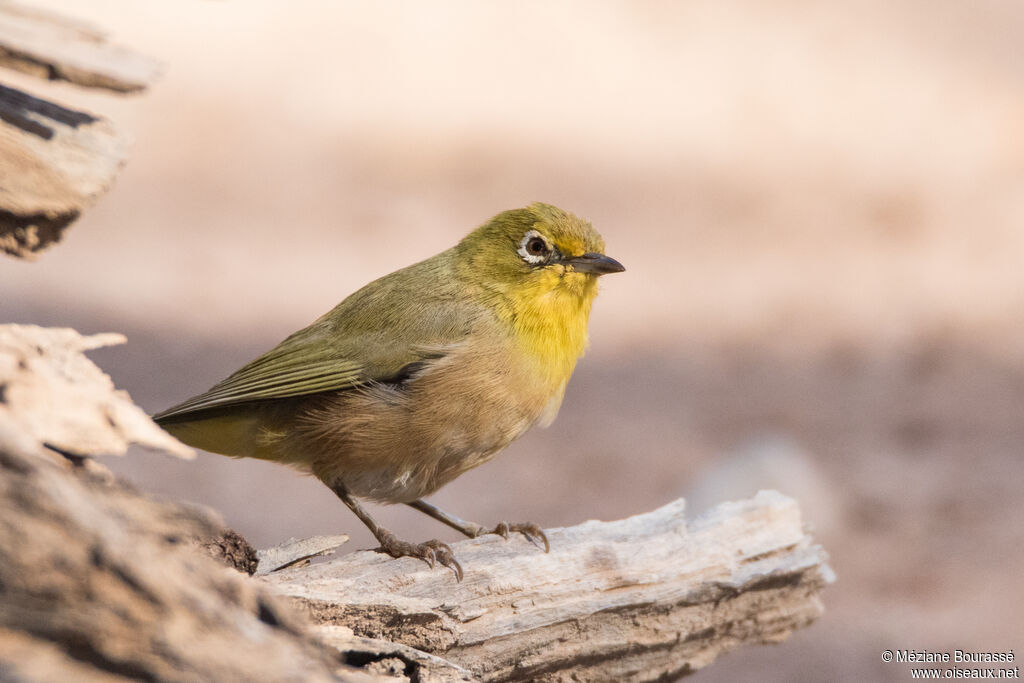 Orange River White-eyeadult, identification, aspect, pigmentation