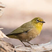 Orange River White-eye