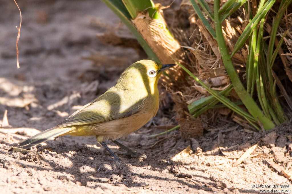 Orange River White-eyeadult, identification, aspect, pigmentation